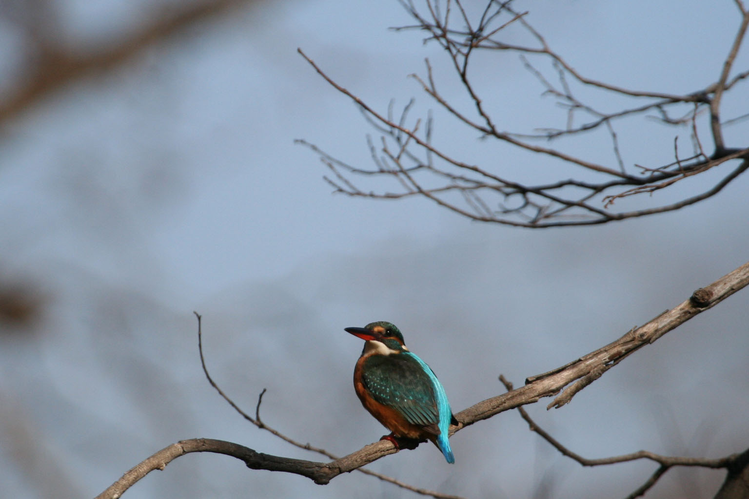 三島市の境川　清水町の柿田川公園で　鳥を追ってみました